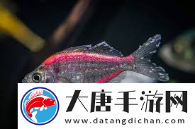 探索魚(yú)之趣味核心-獨(dú)特魅力與要點(diǎn)解析