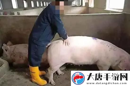 女人和公豬交內(nèi)謝-友：這是什么荒唐的事情